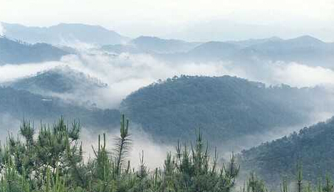 刚升级国家级自然保护区大田顶被恶意砍伐 林业部对此不重视